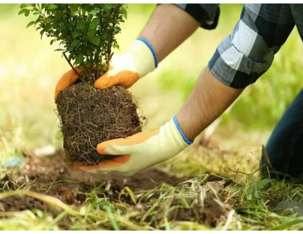 Місячний календар садівника та городника на липень 2025 року