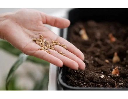 Подходят ли для посева старые семена?