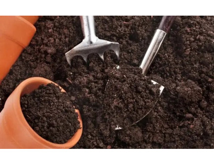 Як правильно підібрати субстрат для розсади овочів, щоб уникнути витягування?