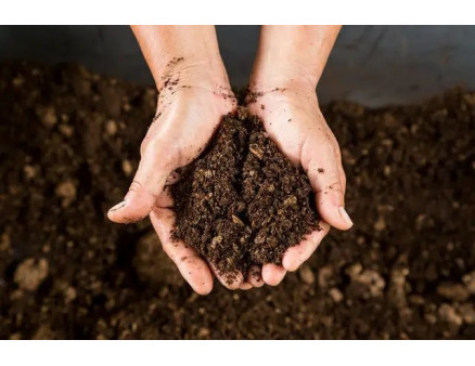 Готуємо грунт для полуниці та ягід. Що вибрати — звичайний торф чи професійний субстрат?