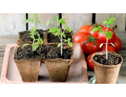 Секреты успешного выращивания томатов: от рассады до сбора урожая