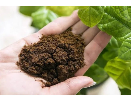 Посів насіння в домашніх умовах: як не зіпсувати все на старті