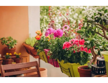 Что посадить на балконе весной: подборка растений и правильных субстратов