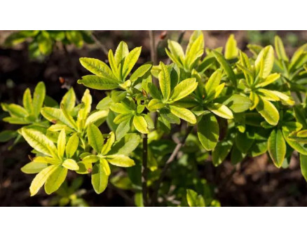 Лохина та рододендрони — кислий ґрунт обов'язковий. Як не помилитися?