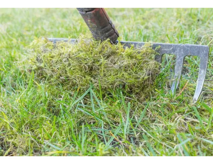 Что следует внести под газон в июне?