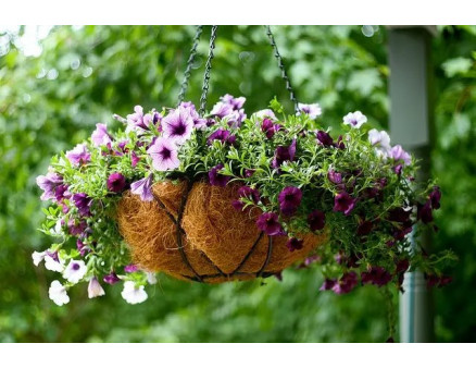 Як доглядати за квітами у кашпо влітку?