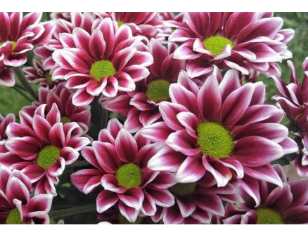 Цветы в мисках: почему миски для хризантем – это не только для осени