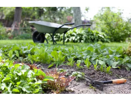 Готовим вторую волну рассады: какие культуры сеют в июне и во что их высаживать