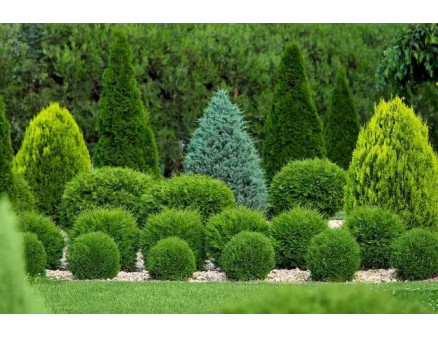 Комплексне підживлення для хвойних улітку: коли і чим підживлювати туї та ялинки