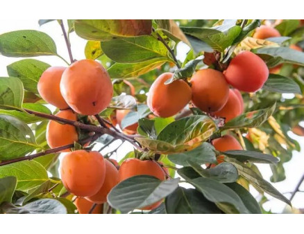 Причини, через які не розпускається хурма навесні