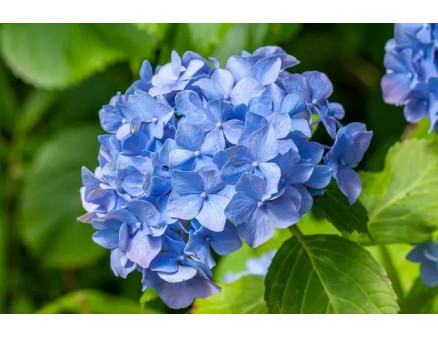 Топ-5 растений для вашего сада в июле: как выбрать лучшие саженцы