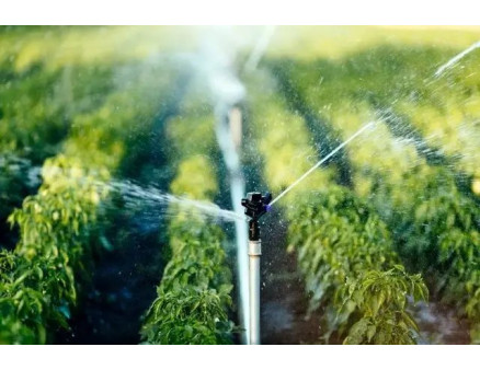 Як створити ефективний полив для ваших рослин: прості бюджетні та професійні рішення