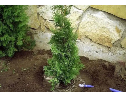 Кипарис: посадка, вирощування, догляд