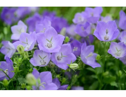 Декоративные колокольчики: особенности выращивания и ухода