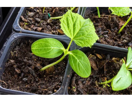 Чем обработать огурцы от болезней и вредителей?