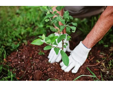 Місячний календар садівника та городника на серпень 2025 року