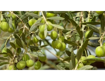 Особливості вирощування оливкового дерева