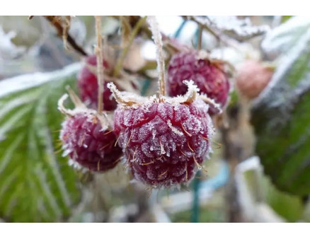 Підготовка малини до зими: що потрібно знати?