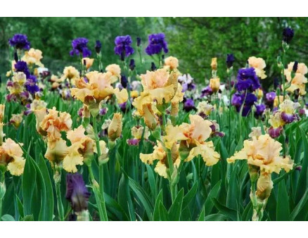 Ирис бородатый: особенности выращивания