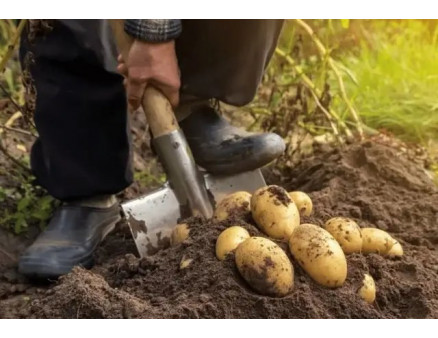 Місячний календар садівника та городника на вересень 2025 року