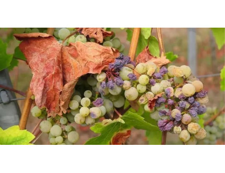 Бактеріоз винограду: що робити?