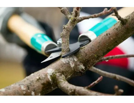 Осенние работы в саду 2025 года: подготовка деревьев и кустов к зиме, санитарная обрезка, побелка стволов, борьба с вредителями.