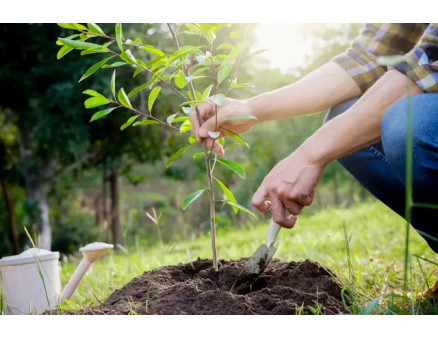 Начало осеннего сезона 2025 года, на какие растения следует сделать акцент при посадке