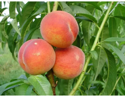 Саженцы персика Осень 2025 года. Какие сорта выбрать от Клиома Сервис?