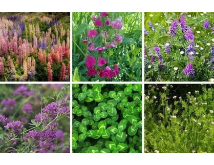 Посев сидератов в сентябре для улучшения структуры почвы и органического удобрения