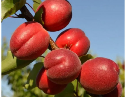 Саженцы Абрикосов Осень 2025 года. Какие сорта можно приобрести в питомнике Клиома Сервис?