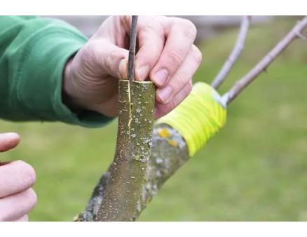 Лунный календарь садовода и огородника на октябрь 2025 года