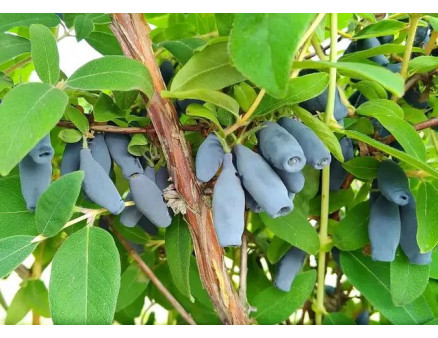 Саженцы жимолости 2 летнего возраста на сезон Осень 2025. Краткий обзор сортов