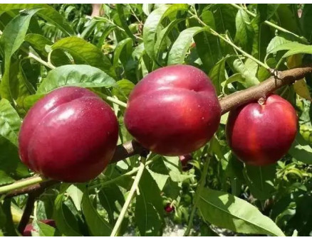 Саженцы нектарина Осень 2025: краткий обзор каталога Клиома Сервис