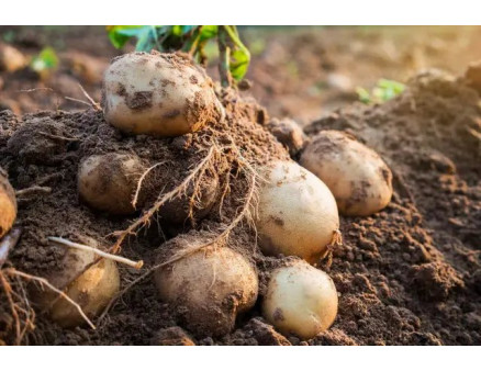 Как правильно хранить семенной картофель: советы и рекомендации