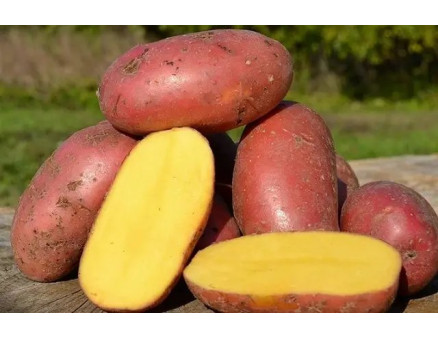 Какие сорта семенного картофеля можно заказать в нашем интернет-магазине на сезон 2026 года?