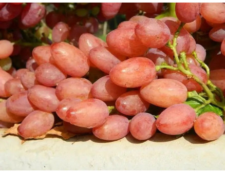 Виноград Кишмиш Осень 2025 года. Что предлагает питомник Клиома Сервис?