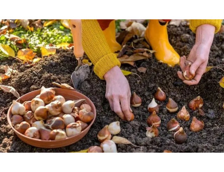 Лунный календарь садовода и огородника на ноябрь 2025 года