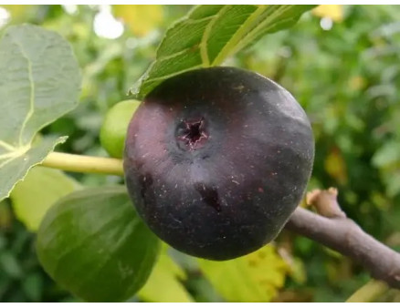 Саженцы инжира Осень 2025 года: что предлагает питомник Клиома Сервис?