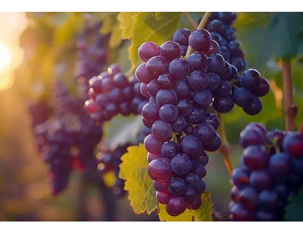 Размножение винограда черенками: период заготовки, агротехника процесса