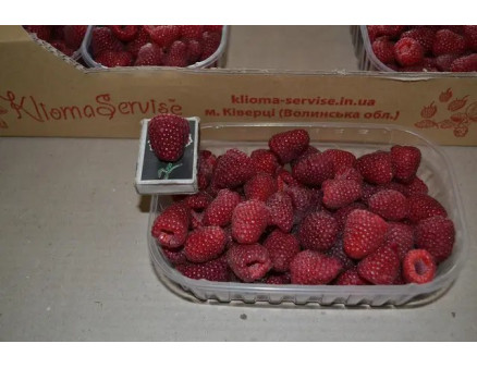 Саженцы малины «Полка»: как сделать верный выбор или практические докозательства уникальности!