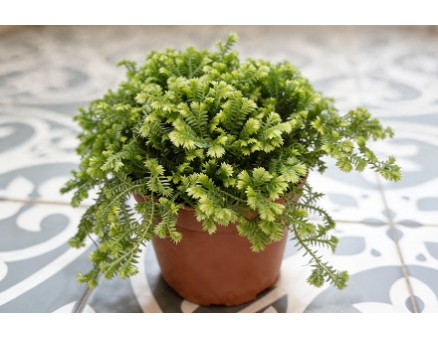 Селагинелла: особенности выращивания тропической красотки в домашних условиях