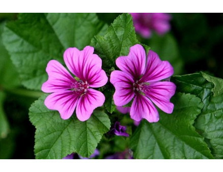 Выращивание мальв: как достичь пышного цветения