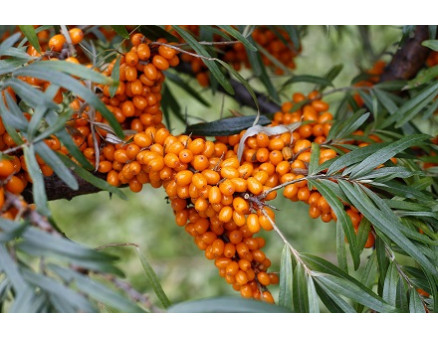 Размножение облепихи укоренением черенков и прививкой: особенности проведения процедуры