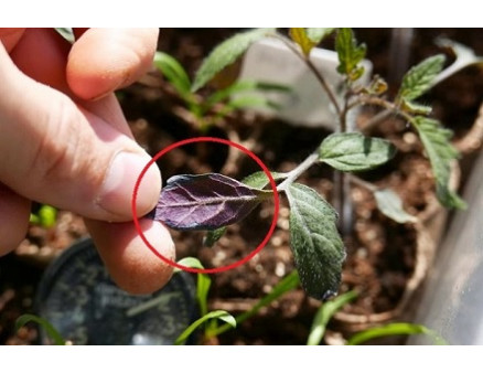 Почему рассада "чернеет"? Роль стерильности субстрата в профилактике заболеваний