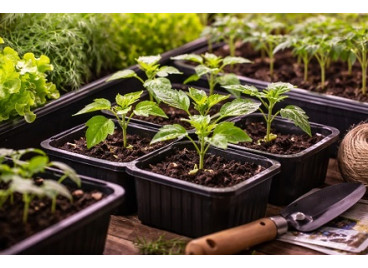 Что рекомендовано посеять на рассаду в феврале? Что рекомендовано посеять на рассаду в феврале?