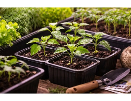 Что рекомендовано посеять на рассаду в феврале?