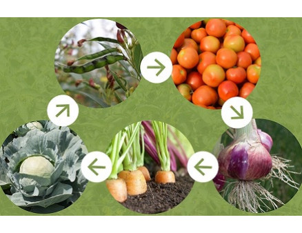 Таблица севооборота: порядок посадки разных культур на одном участке