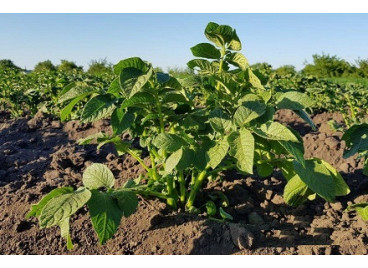 Какие растения сажать после картофеля, а какие не следует? Какие растения сажать после картофеля, а какие не следует?