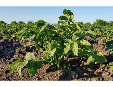 Какие растения сажать после картофеля, а какие не следует?