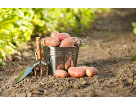 Посадка картофеля: выбор сорта и нюансы выращивания